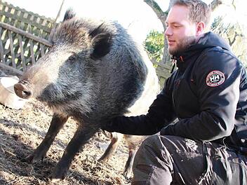 Wildschwein "Odin" lässt sich vom Ziehpapa gerne den Bauch kraulen. Förster Tobias Wallrapp hat dem Tier vor eineinhalb Jahren Asyl gewährt. Foto: Carmen Schmitt