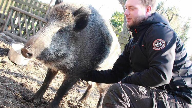 Wildschwein "Odin" lässt sich vom Ziehpapa gerne den Bauch kraulen. Förster Tobias Wallrapp hat dem Tier vor eineinhalb Jahren Asyl gewährt. Foto: Carmen Schmitt
