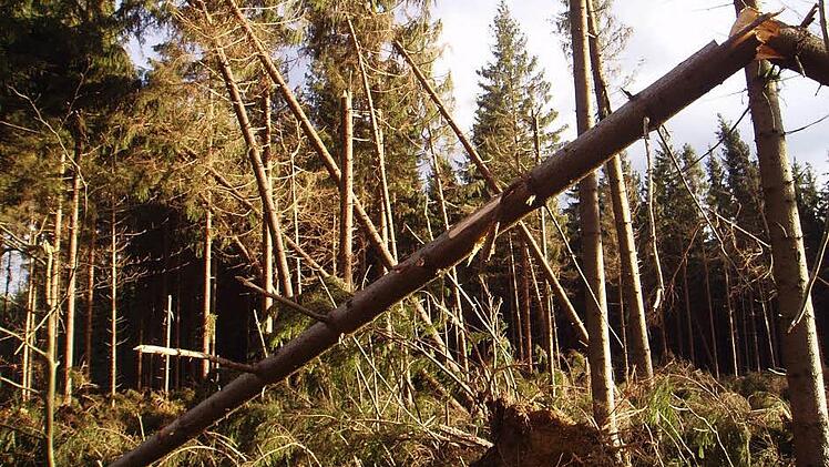 Gebrochene Bäume kennzeichneten das Bild des Waldes zwischen Effelter und Tschirn. Foto: Hartmut Neubauer