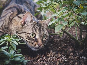 Die Polizei sucht im Landkreis Rhön-Grabfeld nach Unbekannten, die verbotenerweise eine Schlagfalle aufgestellt haben. Eine Katze verletzte sich damit.  Symbolbild.
