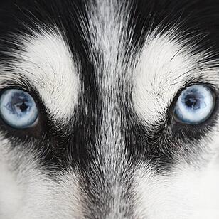 Schlittenhunderennen in Unterjoch