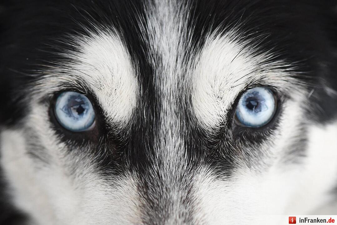 Schlittenhunderennen in Unterjoch