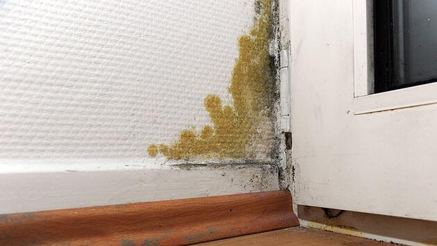 Schimmelpilze können sich an zahlreichen Plätzen innerhalb der eigenen vier Wände bilden