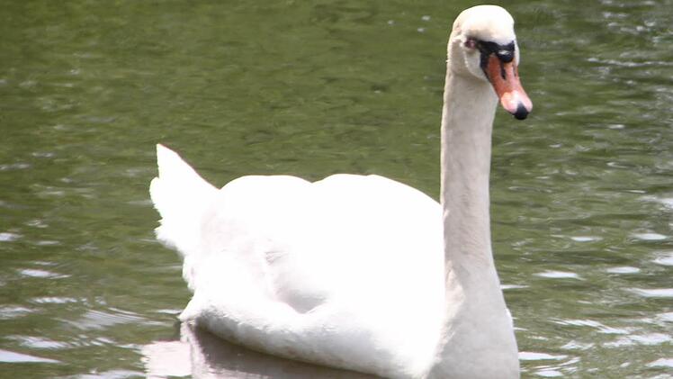 Der kranke Schwan, der unter der Nordbrücke in Bad Kissingen in einem kritischen Zustand gefunden wurde, wurde inzwischen von Tierarzt Dr. Heiko Grappendorf behandelt. Foto: Paul Ziegler