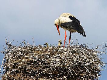 Ja, wer ist denn da? Mit Genehmigung des Pfarramtes konnte Hans-Peter Schönecker vom Turm der St.-Oswald-Kirche aus die ersten Schnappschüsse des Kaltenbrunner Storchen-Nachwuchses machen. Foto: Hans-Peter Schönecker