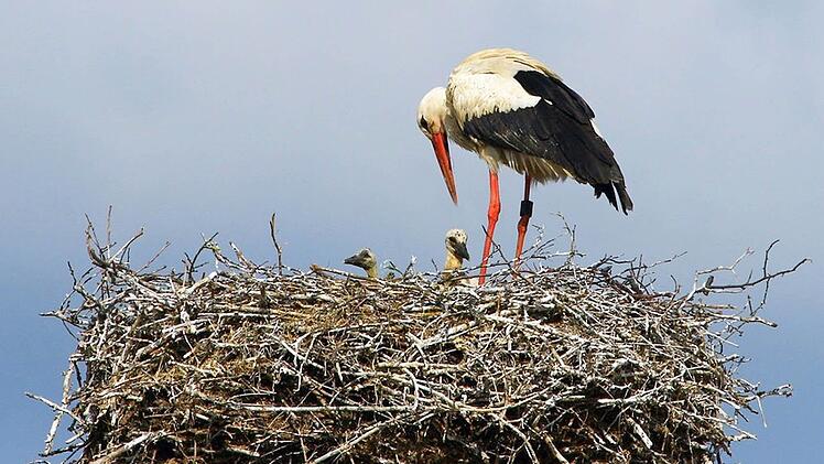 Ja, wer ist denn da? Mit Genehmigung des Pfarramtes konnte Hans-Peter Schönecker vom Turm der St.-Oswald-Kirche aus die ersten Schnappschüsse des Kaltenbrunner Storchen-Nachwuchses machen. Foto: Hans-Peter Schönecker