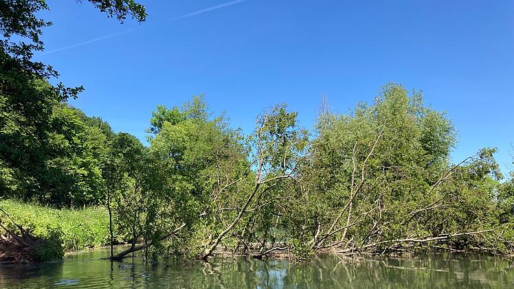Landkreis Bad Kissingen: Gefahr f&uuml;r Bootsfahrer auf der Saale - "B&auml;ume k&ouml;nnen jederzeit umfallen"