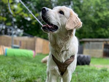 TierheimTierheim Erlangen: Familie gibt Hund ab - "nicht mehr klargekommen" Erlangen: "Die Familie ist nicht mehr mit ihr klargekommen"