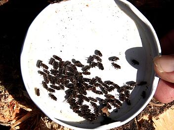 Nachwuchs des Borkenkäfers Symbolfoto: Richard Sänger