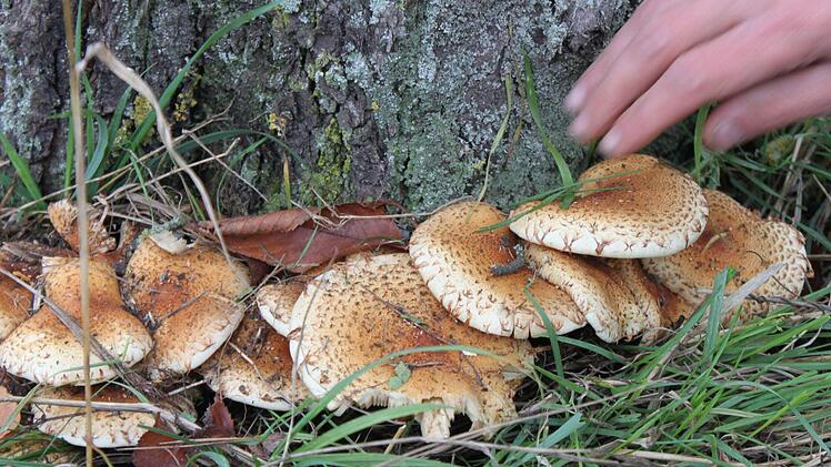 Pilze im Wurzelbereich können ebenfalls ein Indikator dafür sein, wie gut es einem Baum geht. Foto: Popp