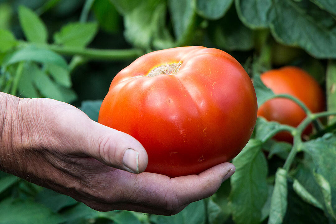 Fotos Konrad Thomann