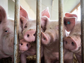 Bad Kissingen: Immer mehr Schweinehalter geben auf - "haben riesige Herausforderung"