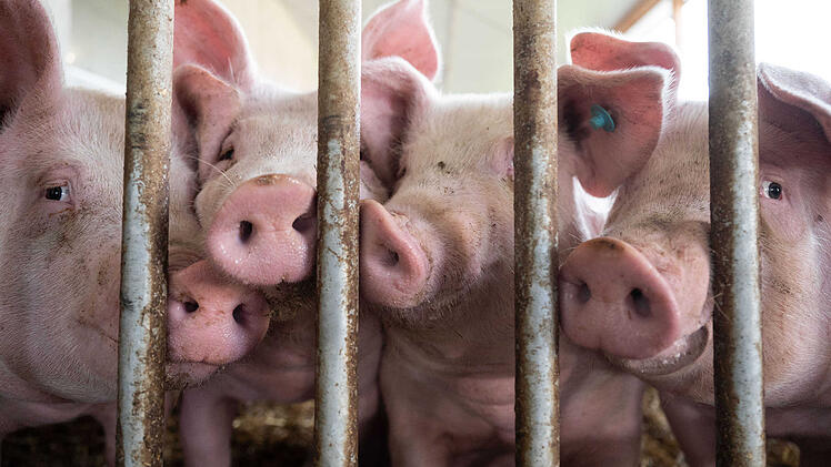 Bad Kissingen: Immer mehr Schweinehalter geben auf - "haben riesige Herausforderung"