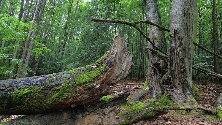 Geschützt - nicht geschützt - doch geschützt? Vor lauter Buchen ist der Steigerwald oft nicht mehr klar zu sehen. Foto: Ronald Rinklef