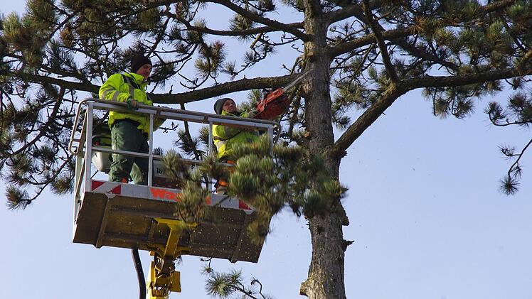 Auf dem VHS-Gelände werden Bäume gefällt. Foto: Marco Meißner