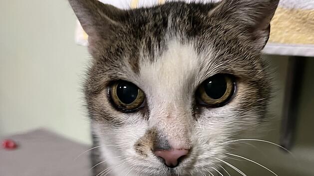 Tierheim Bamberg: Mia sucht ein neues Zuhause - "Richtige Charakterkatze"