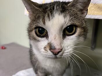 Tierheim Bamberg: Mia sucht ein neues Zuhause - "Richtige Charakterkatze"