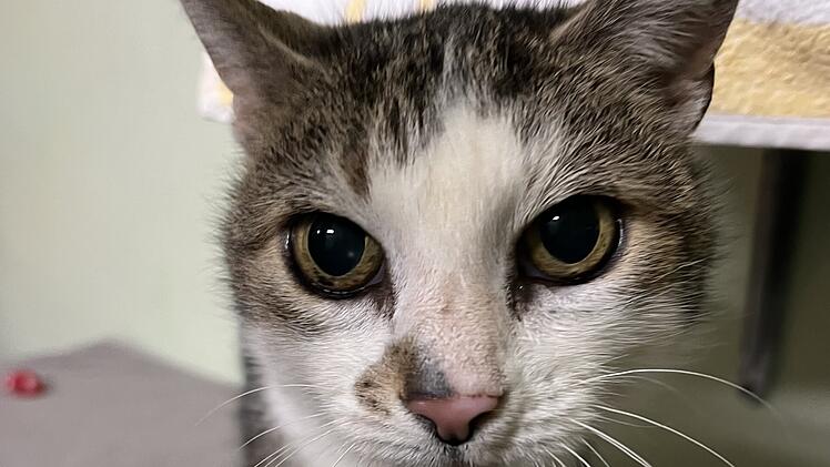 Tierheim Bamberg: Mia sucht ein neues Zuhause - "Richtige Charakterkatze"