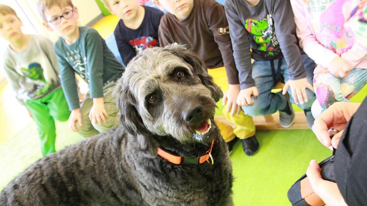 Sie sind Vermittler, Kindergärtner und Therapeuten: Kissinger Kindergärten und eine Klinik setzen auf Hunde, weil die anders arbeiten als ihre menschlichen Kollegen. Foto: Carmen Schmitt