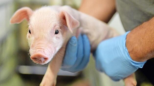 M&auml;nnliche Ferkel werden kastriert, um Aggression unter Artgenossen zu verhindern und die Fleischqualit&auml;t zu verbessern. Foto: CT-Archiv