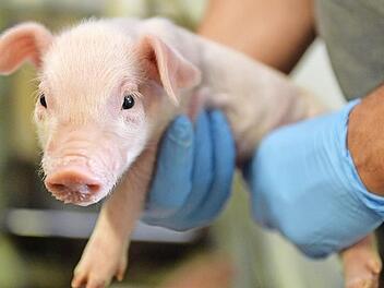 Männliche Ferkel werden kastriert, um Aggression unter Artgenossen zu verhindern und die Fleischqualität zu verbessern. Foto: CT-Archiv