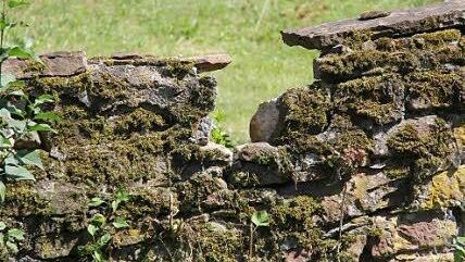 Die alte Schlossmauer
