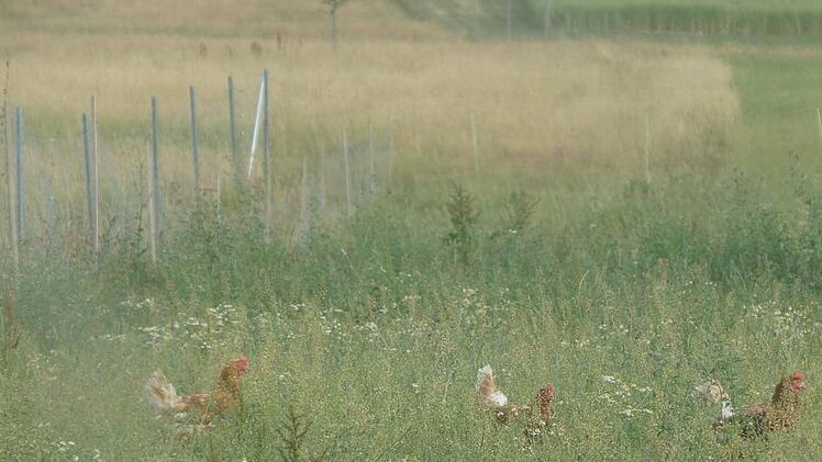 Hühner im Freiland