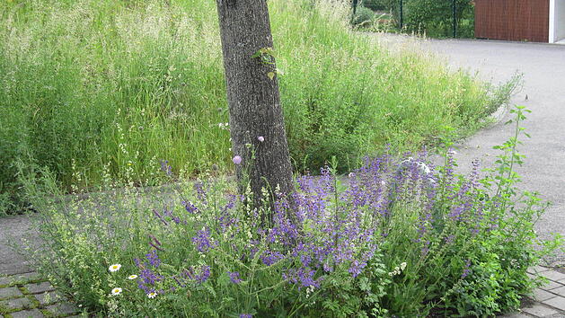 Bamberg: Bund Naturschutz vermittelt Patenschaften für Stadtbäume