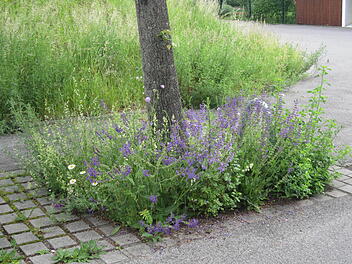 Bamberg: Bund Naturschutz vermittelt Patenschaften für Stadtbäume