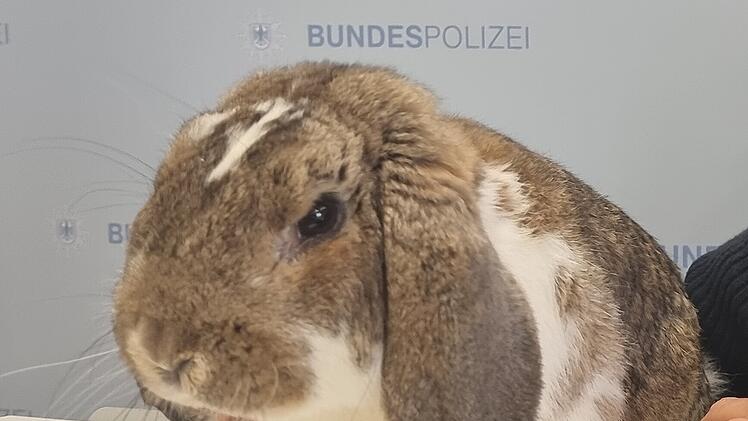 Im Zug gefundener Hase in Würzburger Tierheim gebracht