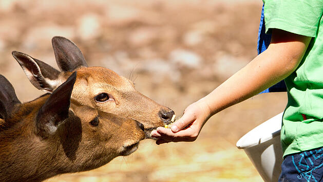 Wildpark, Damwild, Tierpark
