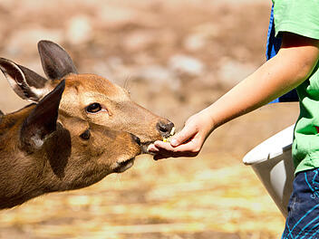 Wildpark, Damwild, Tierpark