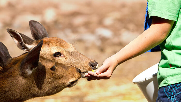 Wildpark, Damwild, Tierpark