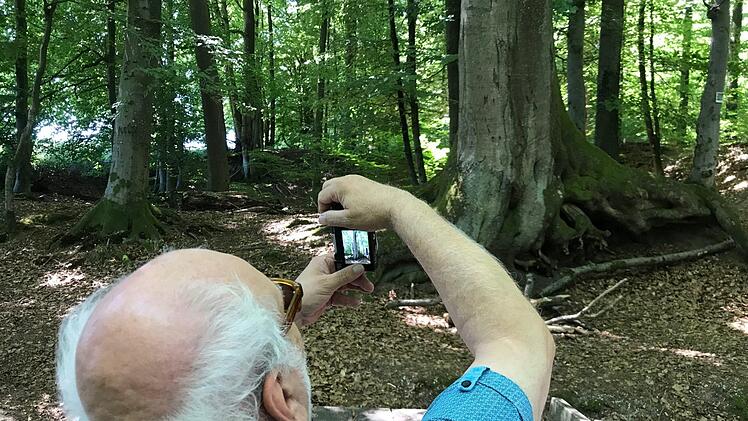 Der Nationalparkverein kämpft dafür, dass die Altbuchen bei Ebrach nicht mehr unter die Säge kommen.  Foto: M. Wehner