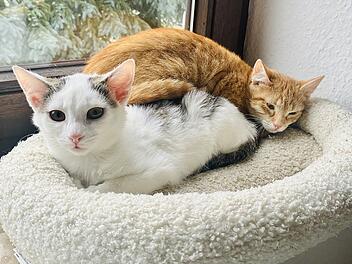 Tierheim Bamberg über Katzen-Duo: Sie wollen noch so viel kennenlernen