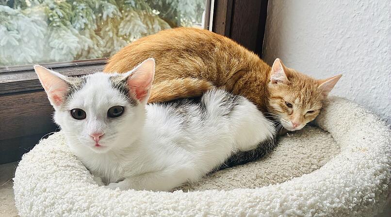 Tierheim Bamberg über Katzen-Duo: Sie wollen noch so viel kennenlernen