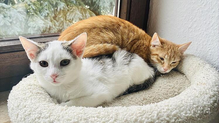 Tierheim Bamberg über Katzen-Duo: Sie wollen noch so viel kennenlernen