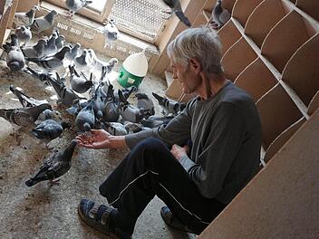 Die 85 Jungtiere von Alfons Scherl picken ihm das Fressen aus der Hand. Am Wochenende steht ihr letzter Wettflug für dieses Jahr an. Foto: Sarah Dann