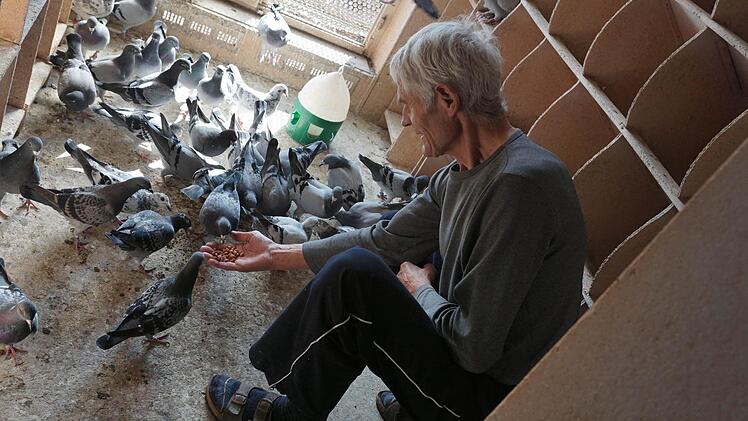 Die 85 Jungtiere von Alfons Scherl picken ihm das Fressen aus der Hand. Am Wochenende steht ihr letzter Wettflug für dieses Jahr an. Foto: Sarah Dann