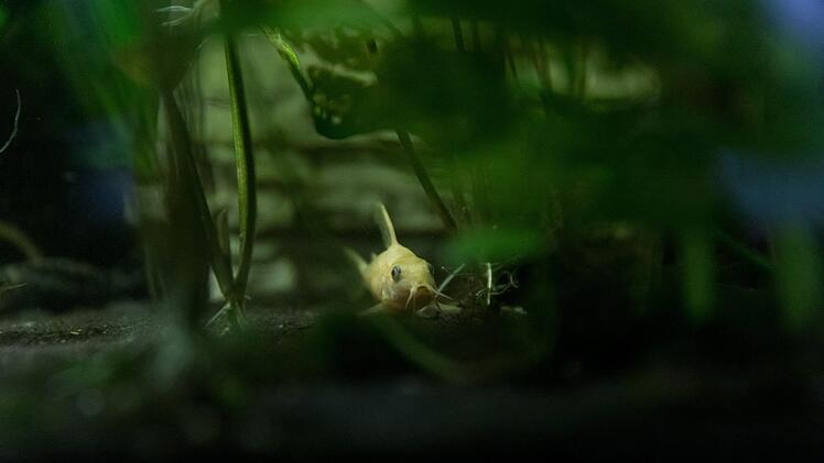 Ein Panzerwelss: Patty VArasano