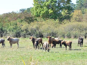 Heckrinder stehen auf einer Weide im Grünen Band.Rainer Lutz