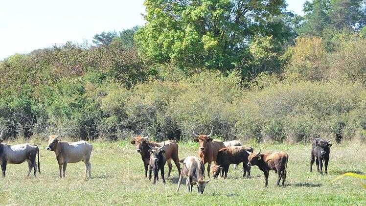 Heckrinder stehen auf einer Weide im Grünen Band.Rainer Lutz