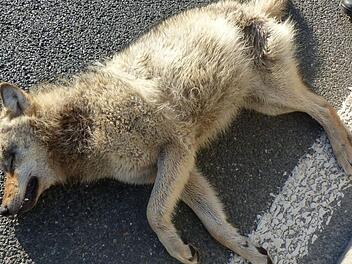 Auf der A73 bei Möhrendorf  wurde dieser tote Wolf gefunden.  Foto: Polizei Mittelfranken