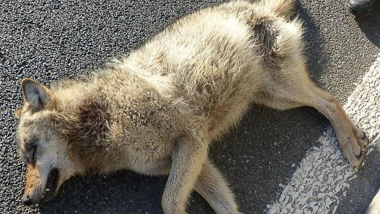 Auf der A73 bei Möhrendorf  wurde dieser tote Wolf gefunden.  Foto: Polizei Mittelfranken