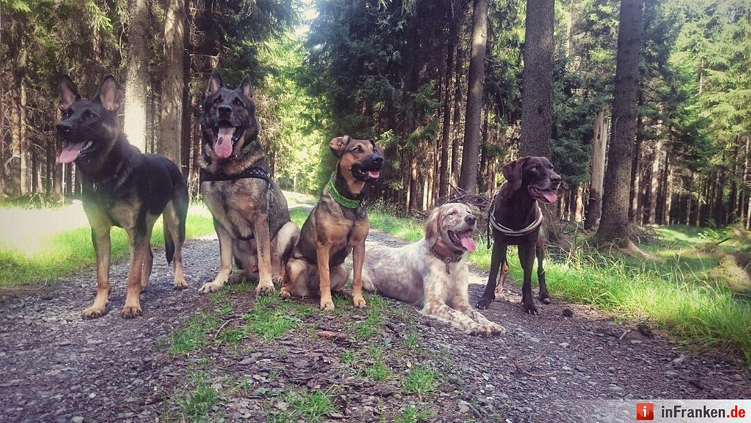 Auf den Hund gekommen: Die schönsten fränkischen Hunde unserer Nutzer