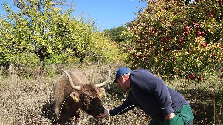 Edgar Thomas traut sich und gibt Aella einen Apfel. Foto: Heike Beudert