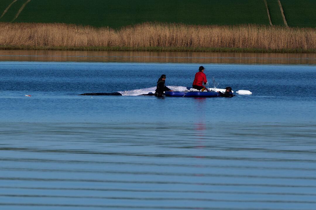 Weitere Entwicklung zum Buckelwal in der Ostsee