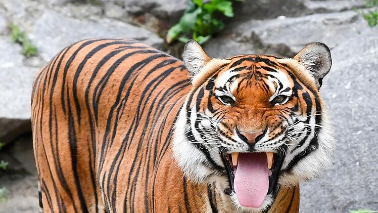 Indochinesischer Tiger