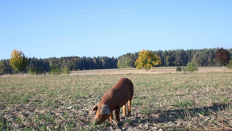 In dieser Landschaft m&ouml;chte man Schwein sein.Foto: Stefanie Gleixner