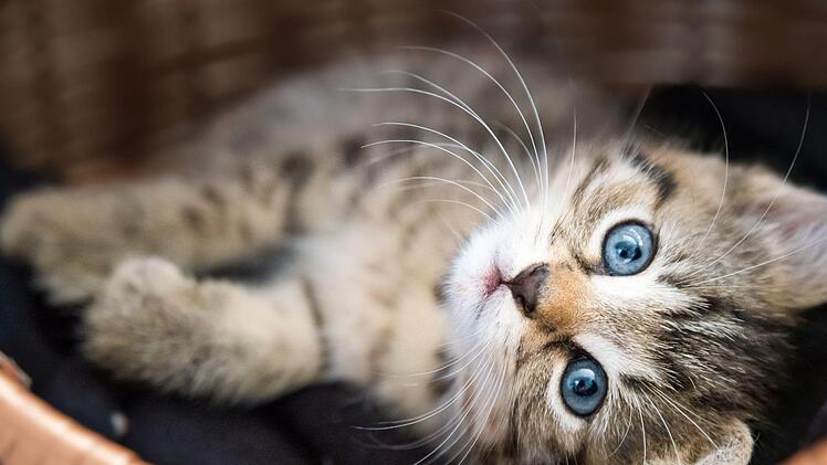 Eine Katze verursachte in Hof einen großflächigen Stromausfall. Das Tier starb bei dem Vorfall. Symbolfoto: JuliaNaether/Adobe Stock